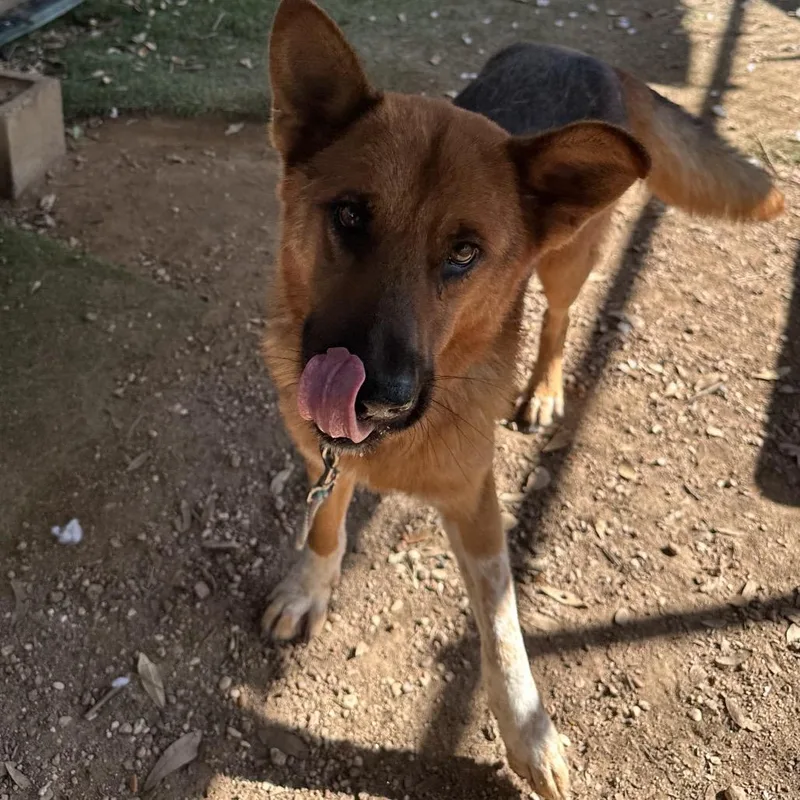 A young medium-sized male Labrador Retriever dog named Boudin for adoption in Austin, TX