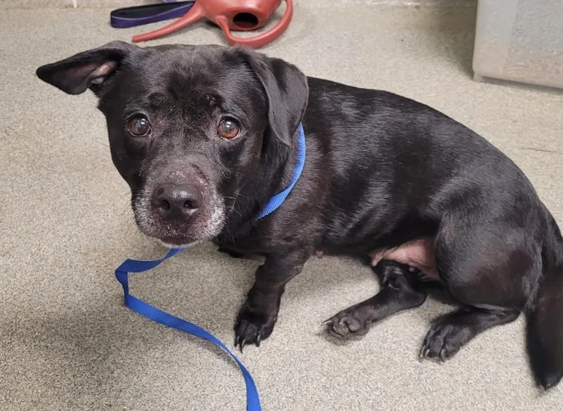 A senior medium-sized female Dachshund dog named Maple for adoption in Hopkinsville, KY