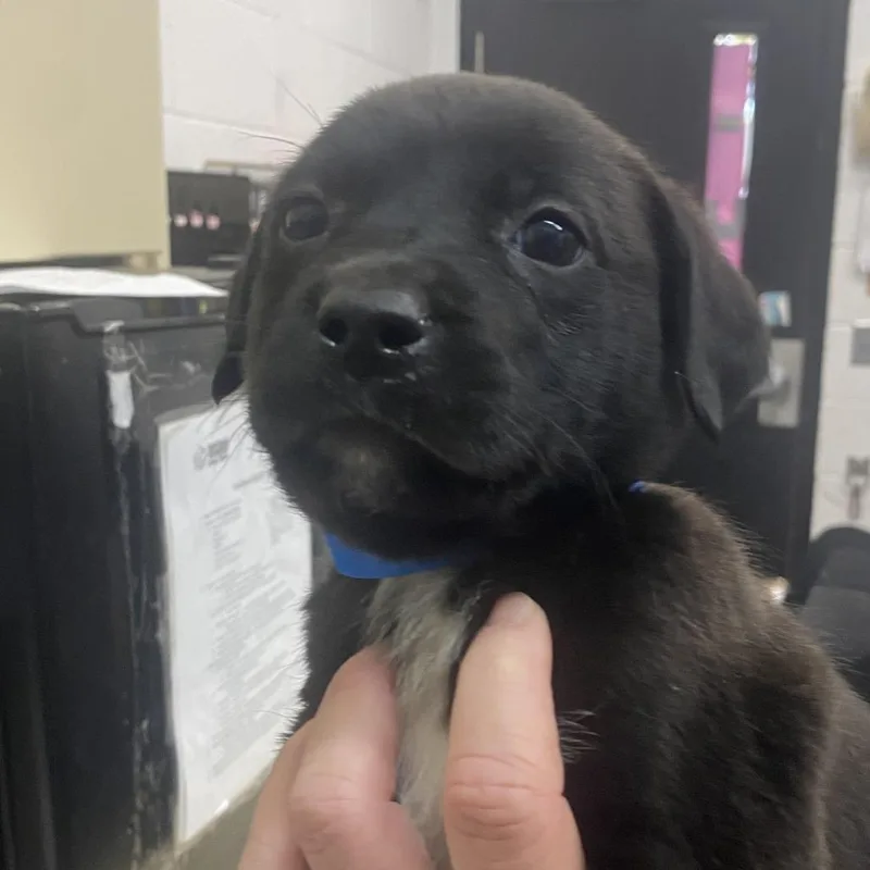 A baby large-sized male Black Mixed Breed dog named Edgar for adoption in Ardmore, OK
