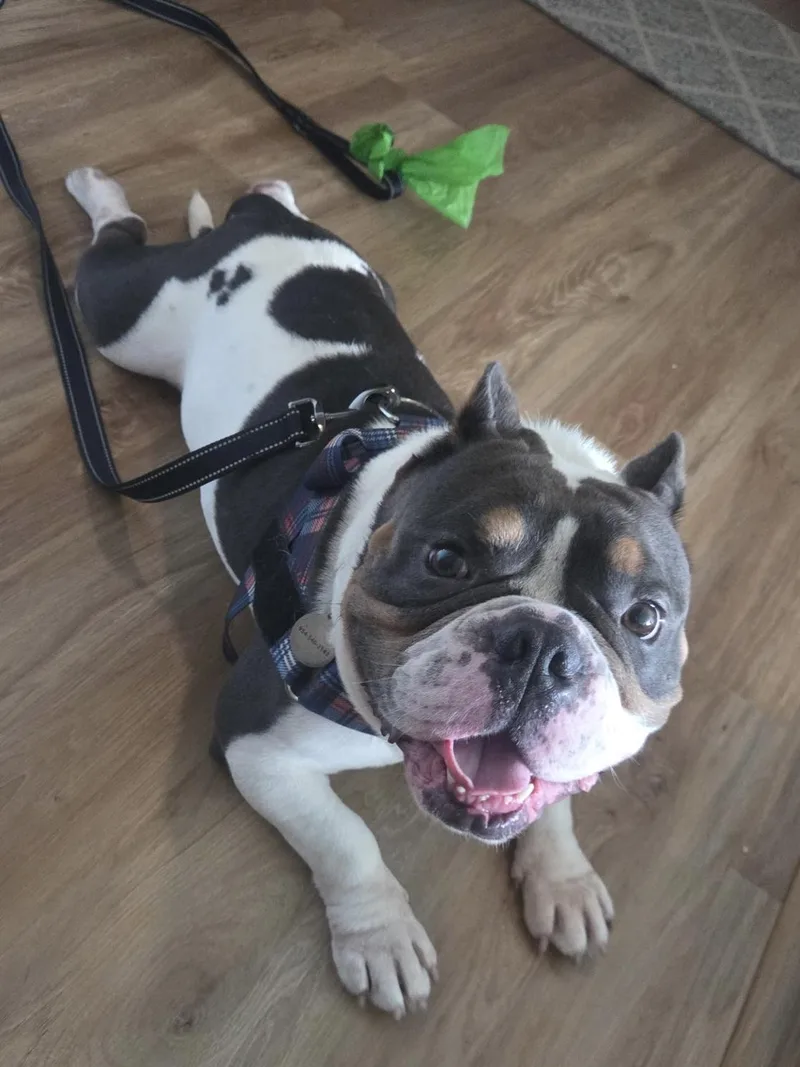 Maximus