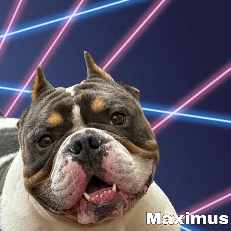 Maximus thumbnail 2