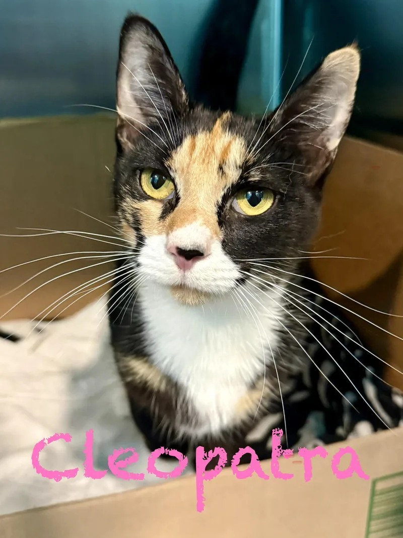A young medium-sized female Calico Domestic Short Hair cat named Cleopatra for adoption in Frewsburg, NY