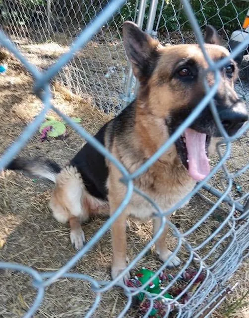 An adult large-sized female German Shepherd Dog dog named Celia Mae for adoption in Princeton, IN