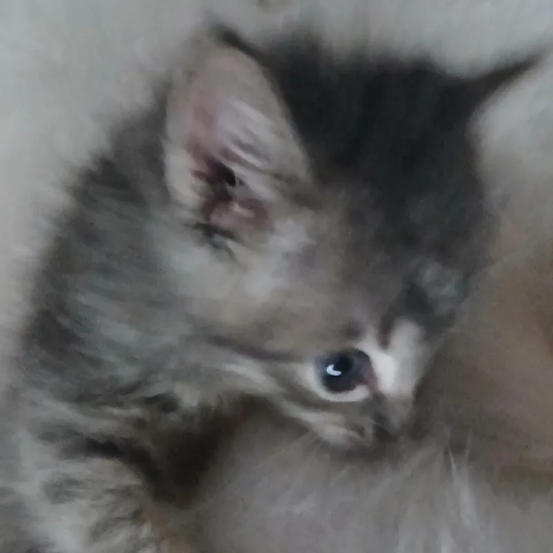 A baby small-sized male Gray / Blue / Silver Domestic Short Hair cat named Neo for adoption in San Antonio, TX