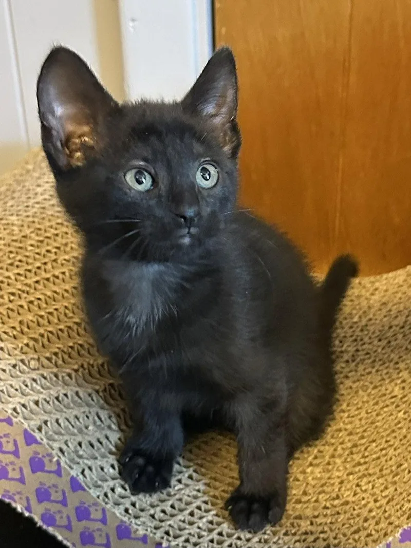 Lulu