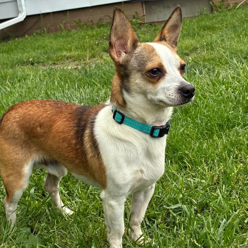 A young small-sized male Brown / Chocolate Chihuahua dog named Neri for adoption in Edwards, IL