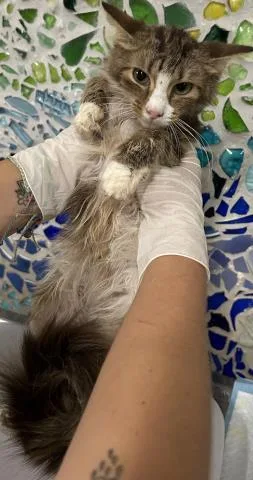 A young medium-sized female Domestic Medium Hair cat named Lilac for adoption in Pensacola, FL