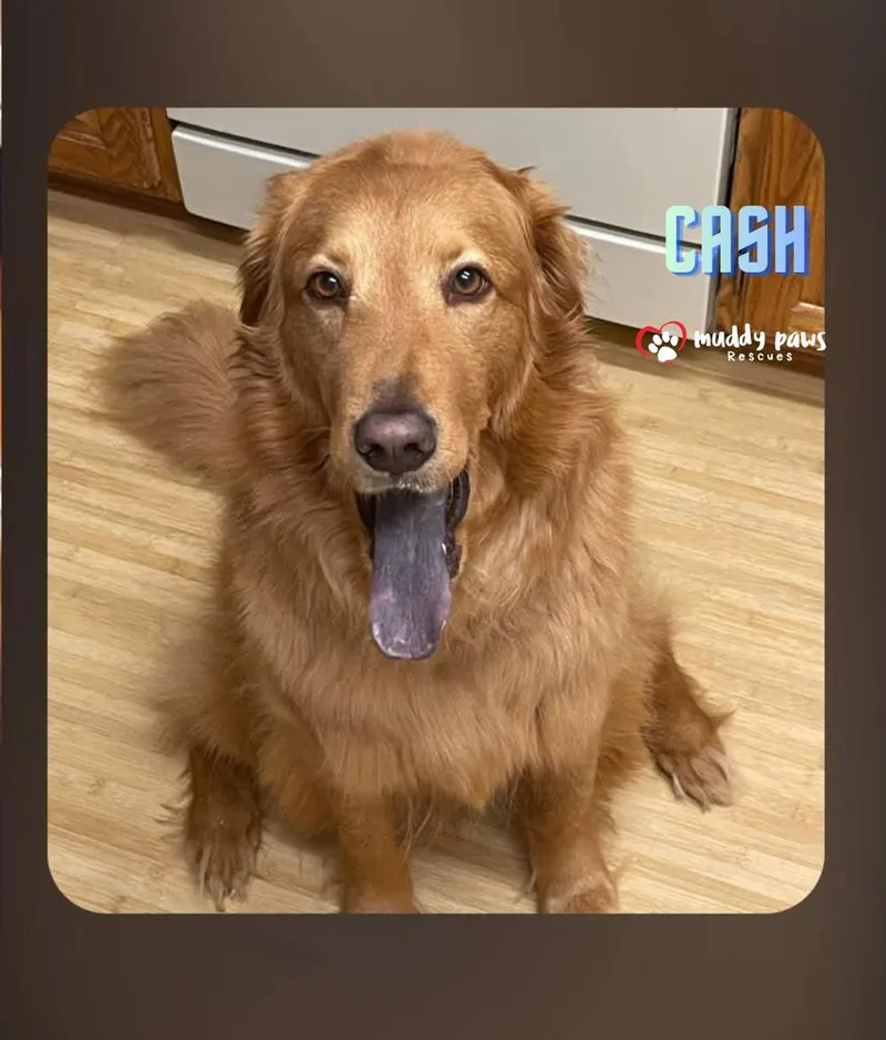 Cash thumbnail 2