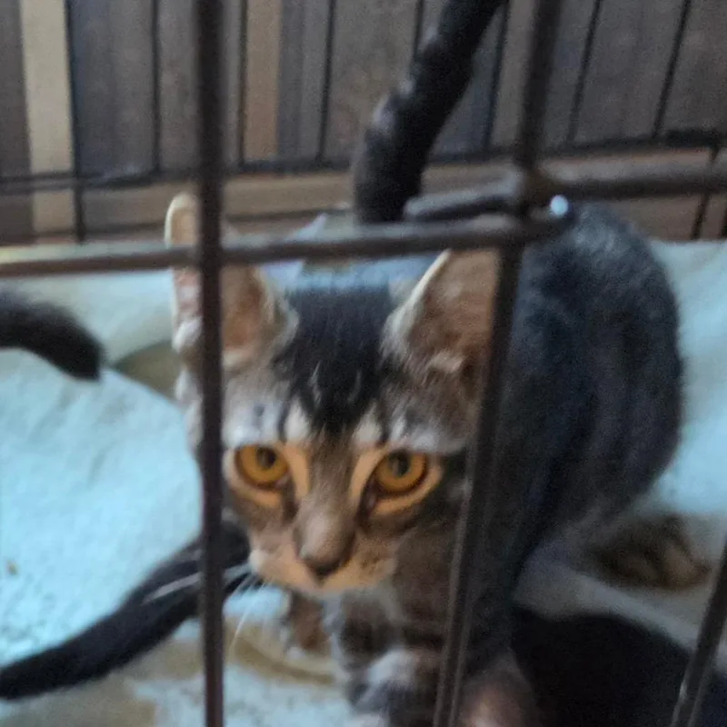 A young small-sized male Brown / Chocolate Domestic Short Hair cat named A Davy Jones for adoption in Centralia, WA