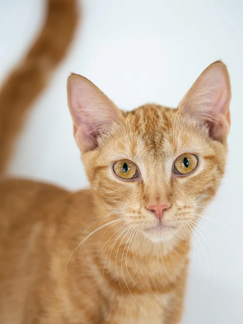 A baby small-sized male Domestic Short Hair cat named Red for adoption in Globe, AZ