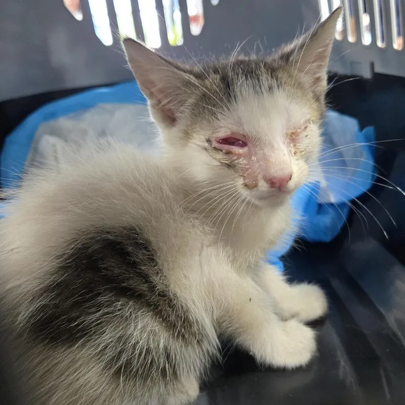 A baby small-sized male White Domestic Short Hair cat named Gregory Finch III for adoption in Newark, NJ
