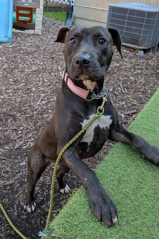 An adult medium-sized female Black Mixed Breed dog named Jasmine for adoption in Cincinnati, OH