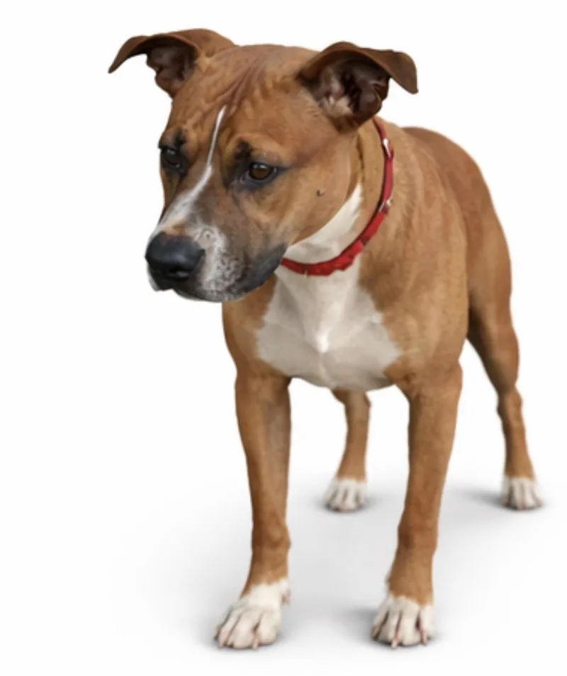 A young medium-sized female Brown / Chocolate Boxer dog named Shay Coco for adoption in Andover, MA