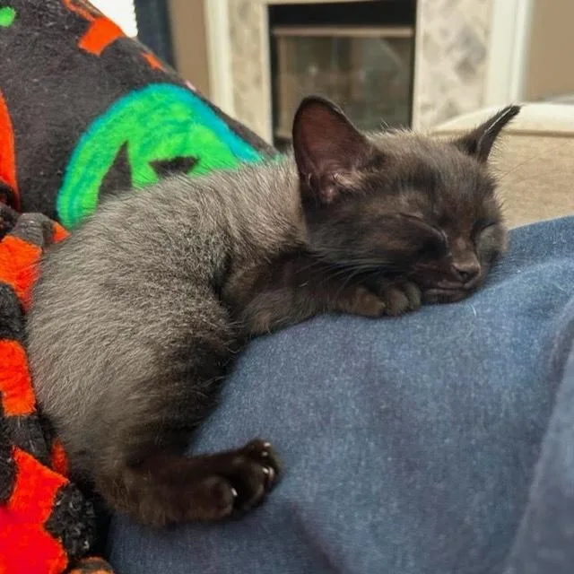 A baby small-sized female Black & White / Tuxedo Domestic Short Hair cat named Sierra for adoption in Chicago, IL