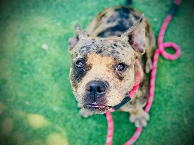An adult medium-sized female Pit Bull Terrier dog named Serenity for adoption in Orlando, FL