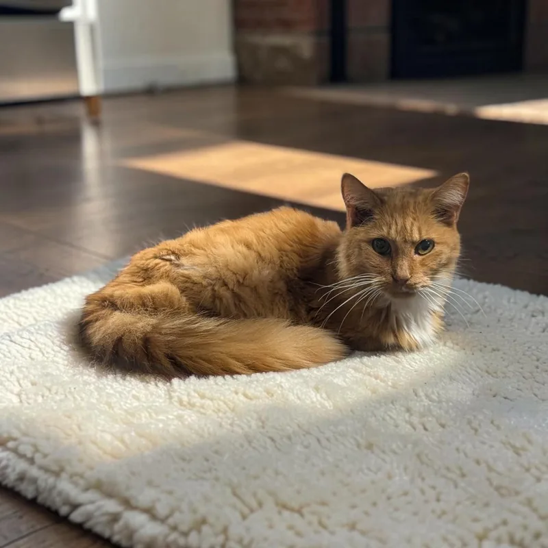 A senior small-sized male Orange & White Domestic Medium Hair cat named Squeaky for adoption in Chuckey, TN