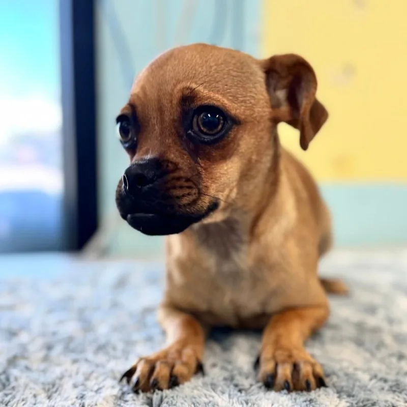 A baby small-sized female Yellow / Tan / Blond / Fawn Pug dog named Prayer for adoption in Chico, CA