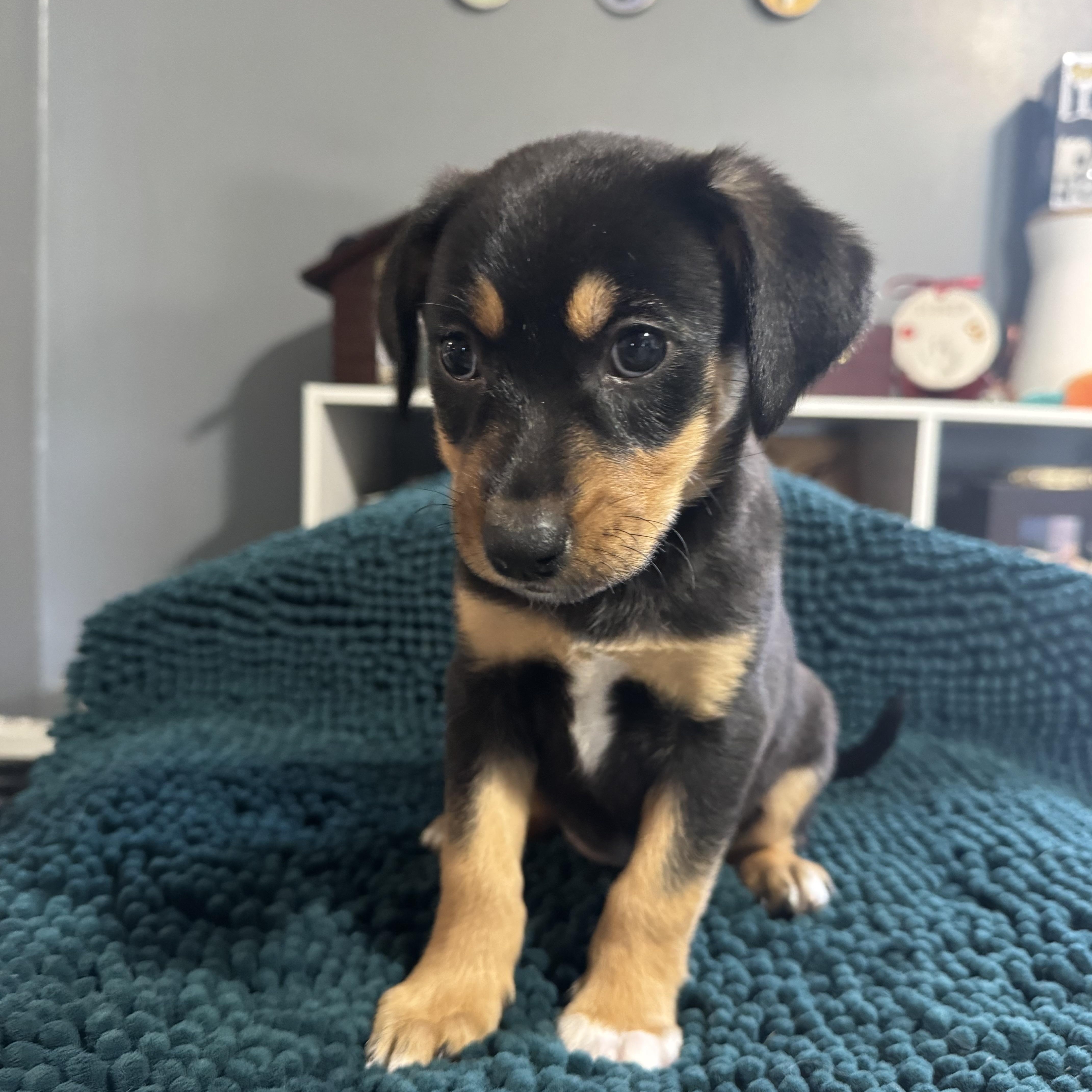 Sophie! Happy Silly Girl thumbnail 3