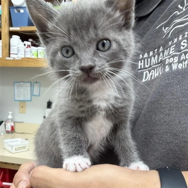 A baby small-sized female Gray / Blue / Silver Domestic Short Hair cat named KitKat for adoption in Buellton, CA