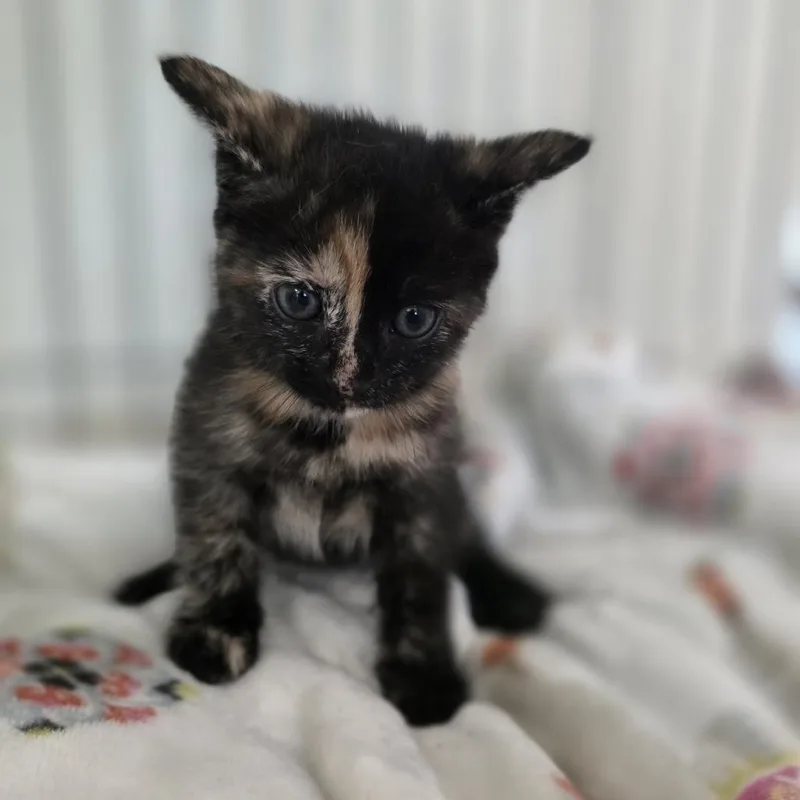 Msscstray Misty thumbnail 3