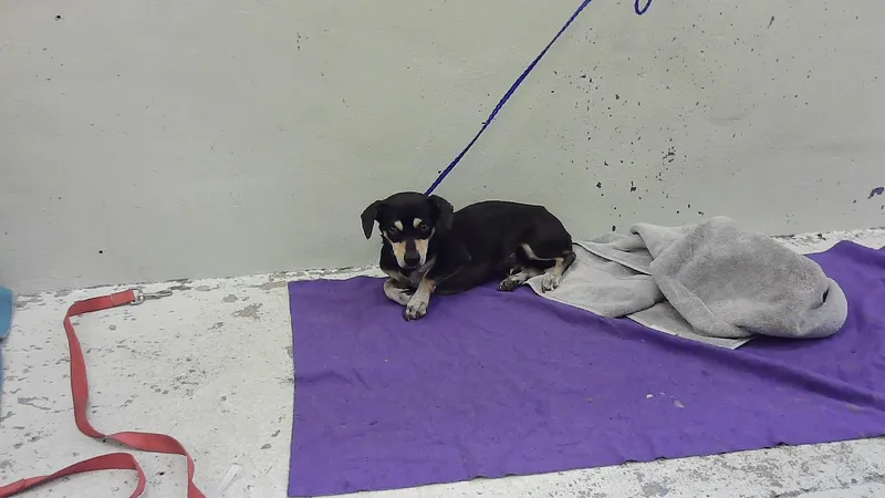 An adult small-sized male Dachshund dog named Bubby for adoption in Houston, TX