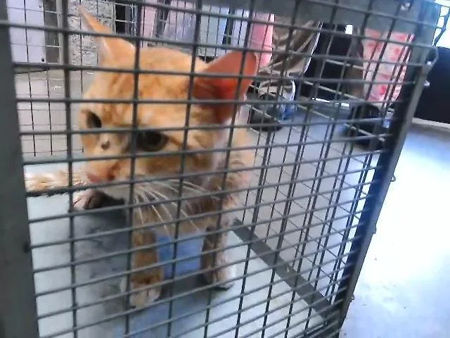 A young medium-sized male Domestic Short Hair cat named Timmy for adoption in Tulsa, OK