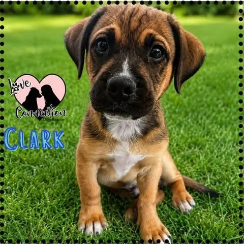 A baby medium-sized male Brown / Chocolate Pug dog named Clark for adoption in Gilbert, AZ