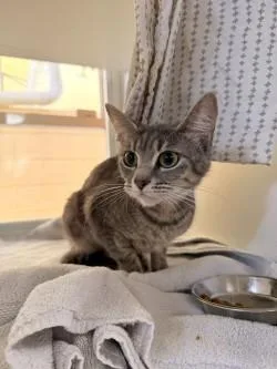A baby small-sized female Domestic Short Hair cat named Glorilla Purrilla for adoption in Savannah, GA