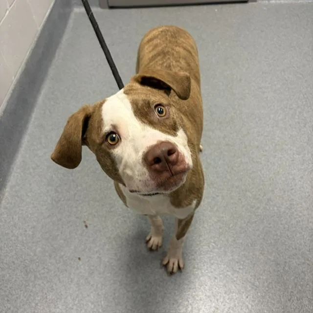 A young large-sized female Pit Bull Terrier dog named Bella for adoption in Indianapolis, IN