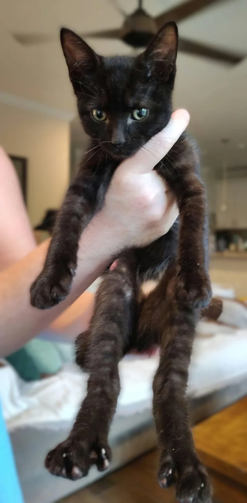 A baby medium-sized female Black Domestic Short Hair cat named Zoyd for adoption in Jacksonville, FL