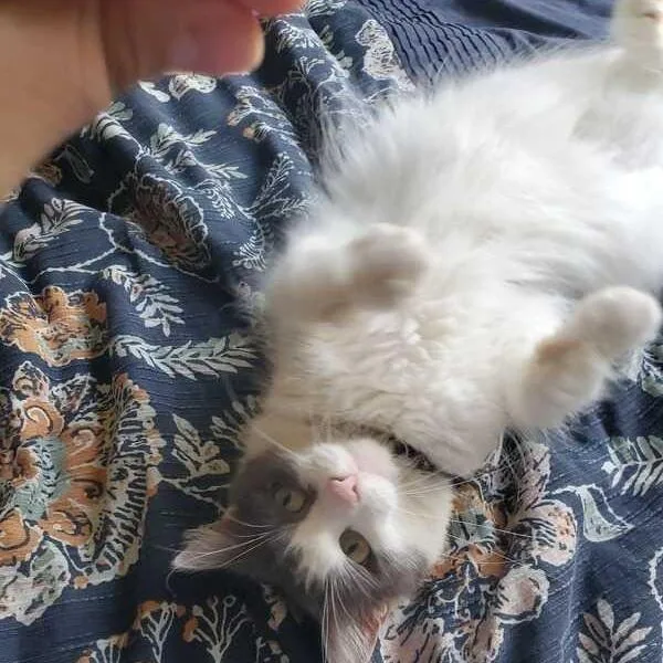 Sugar  A single thumbnail 2