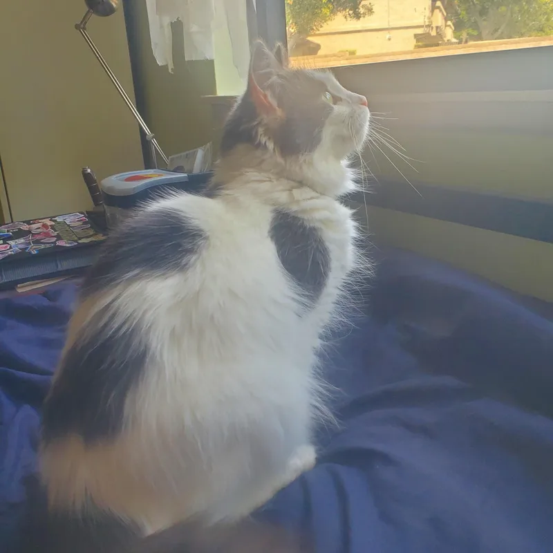 Sugar  A single thumbnail 3