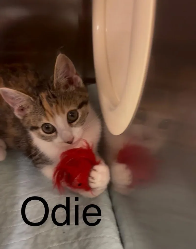 A baby small-sized female Domestic Short Hair cat named Odie for adoption in Blountville, TN
