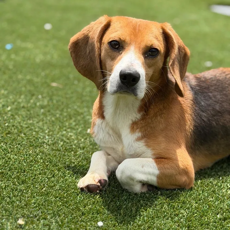 An adult small-sized female Yellow / Tan / Blond / Fawn Beagle dog named Strudel aka PRU for adoption in LOXAHATCHEE, FL