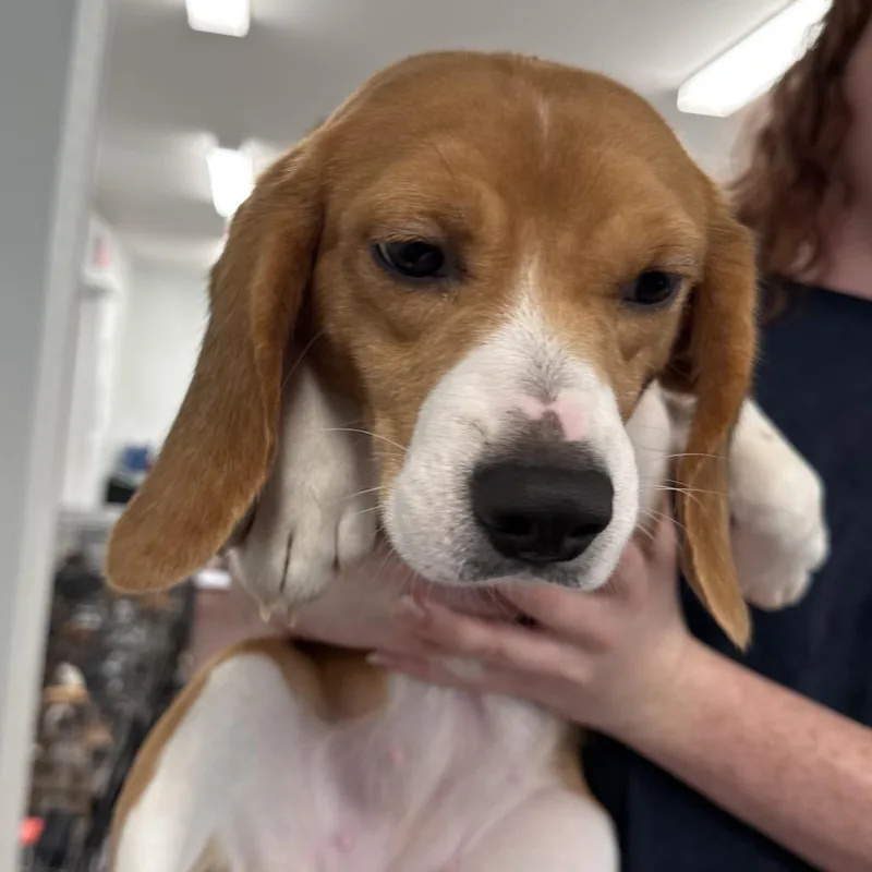 Strudel aka PRU thumbnail 2