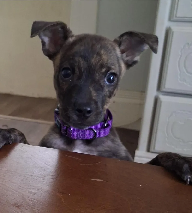 A young medium-sized female Mountain Cur dog named Jolene for adoption in Brooklyn Center, MN