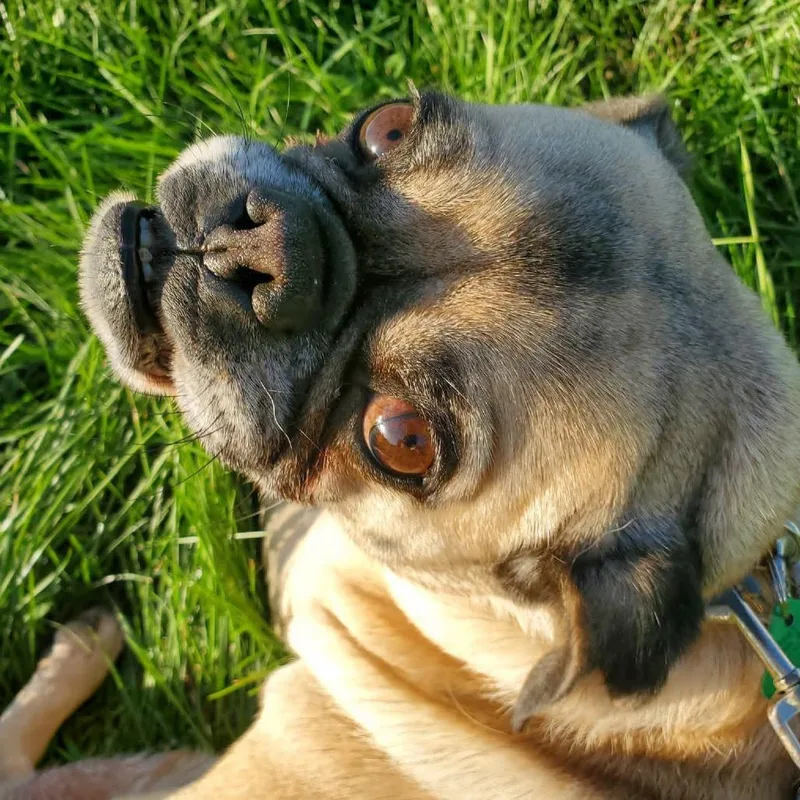 An adult small-sized female Pug dog named Wednesday for adoption in Mondovi, WI