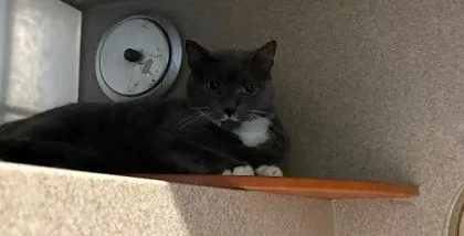 An adult large-sized female Domestic Short Hair cat named Gollum for adoption in Washington, DC
