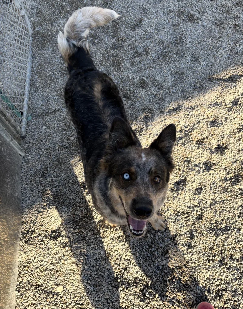 A young medium-sized female Australian Cattle Dog / Blue Heeler dog named Calico for adoption in Cincinnati, OH