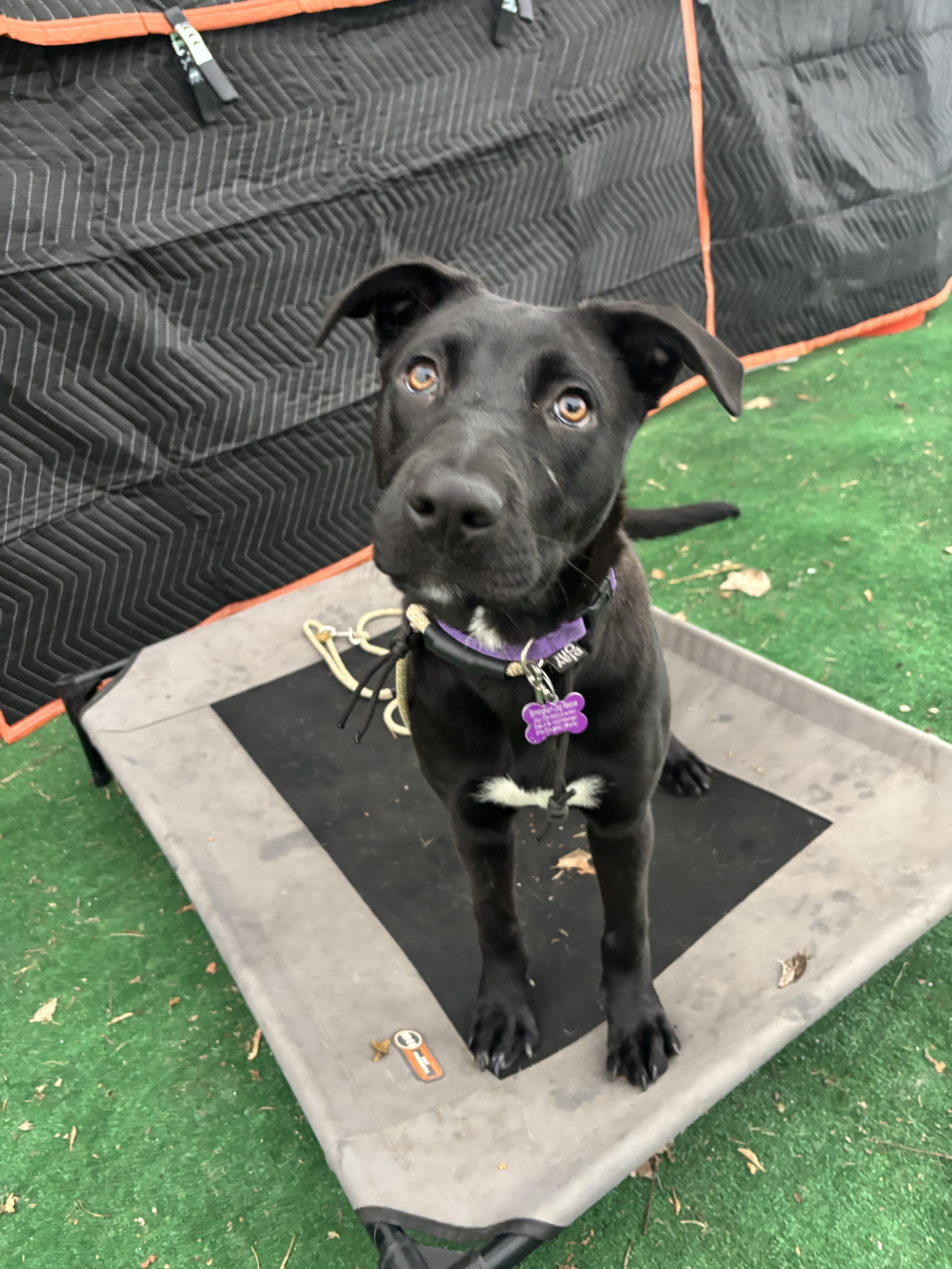 A young medium-sized female Pit Bull Terrier dog named Raven for adoption in Bloomfield Hills, MI
