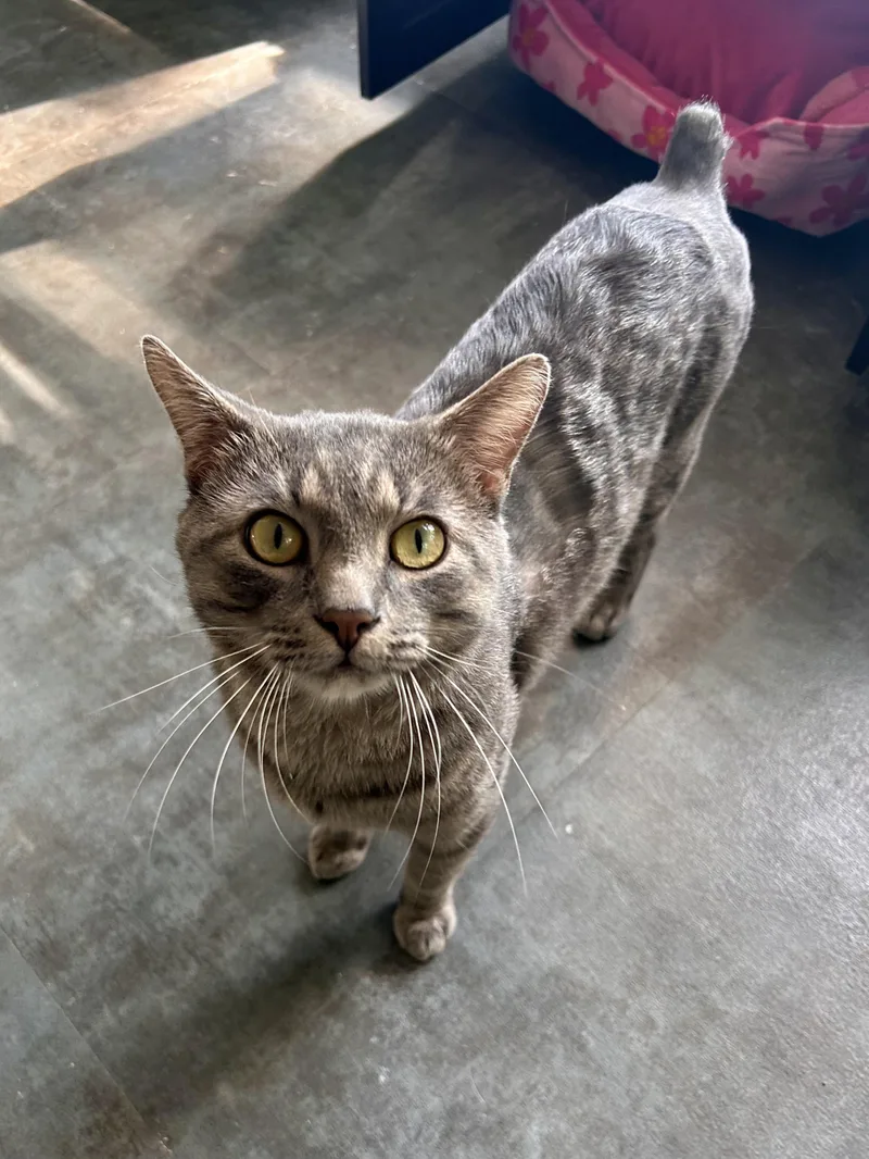 A young medium-sized male Gray / Blue / Silver Domestic Short Hair cat named Earl Gray for adoption in Grand Rapids, MI