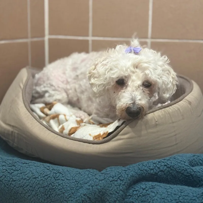 A senior small-sized female Maltese dog named Lola for adoption in Fenton, MI