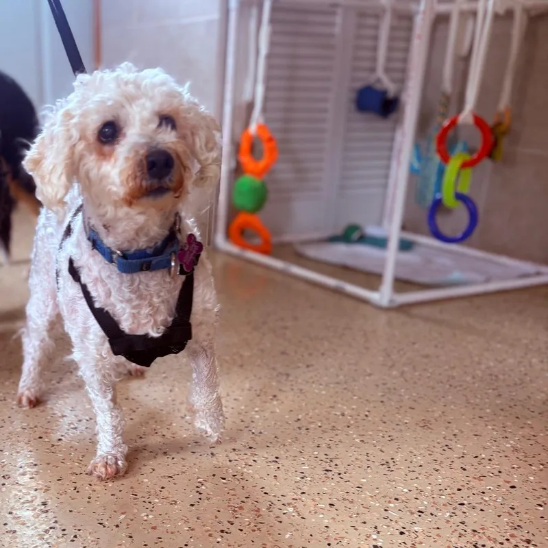 Lola thumbnail 3