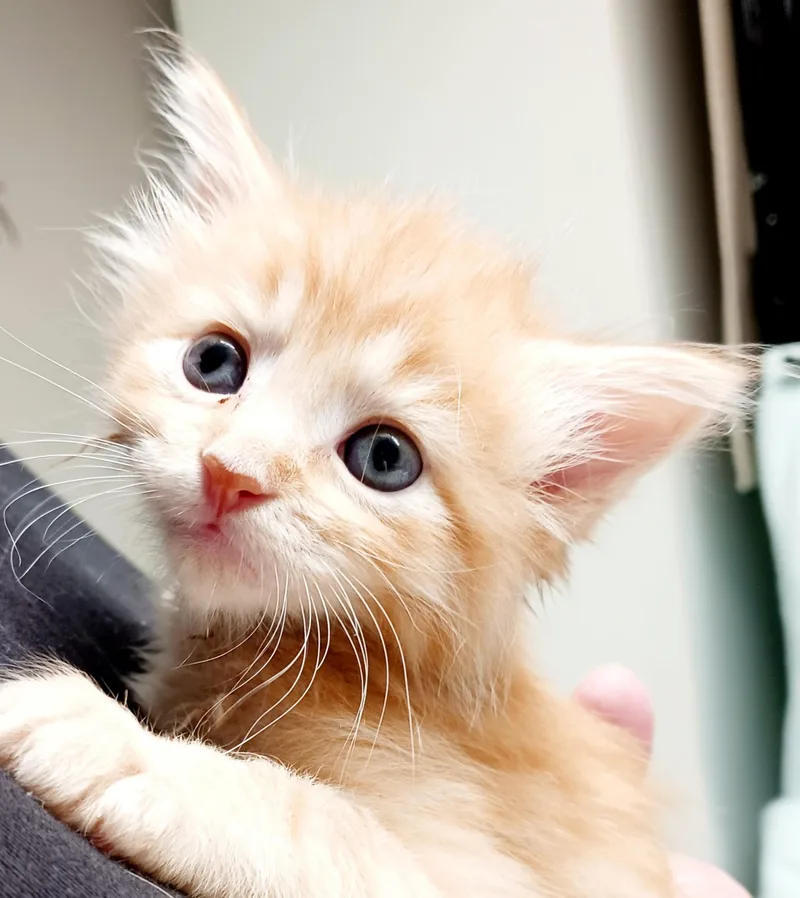 A baby medium-sized male Tabby (Orange / Red) Domestic Short Hair cat named Leroy for adoption in Bulverde, TX