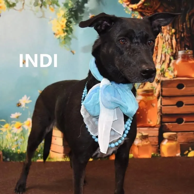 Indi