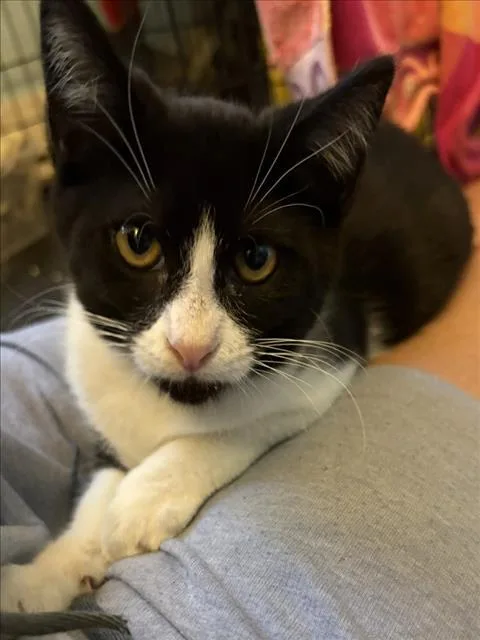 A baby small-sized male Black & White / Tuxedo Domestic Short Hair cat named Simon for adoption in Woodland, CA