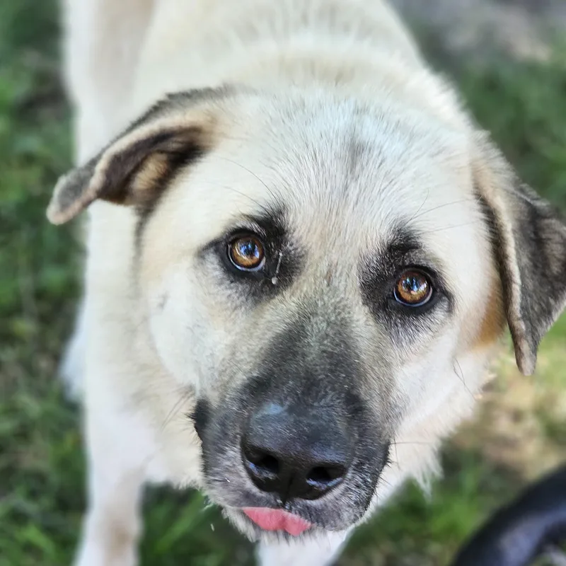 An adult large-sized male Sable Anatolian Shepherd dog named Billy Bob so il for adoption in O Fallon, IL