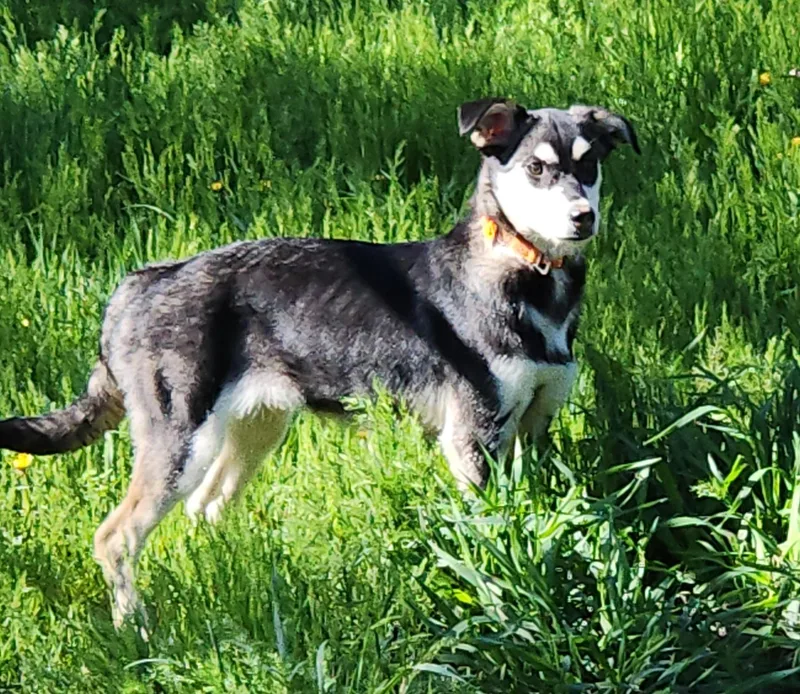 Echo