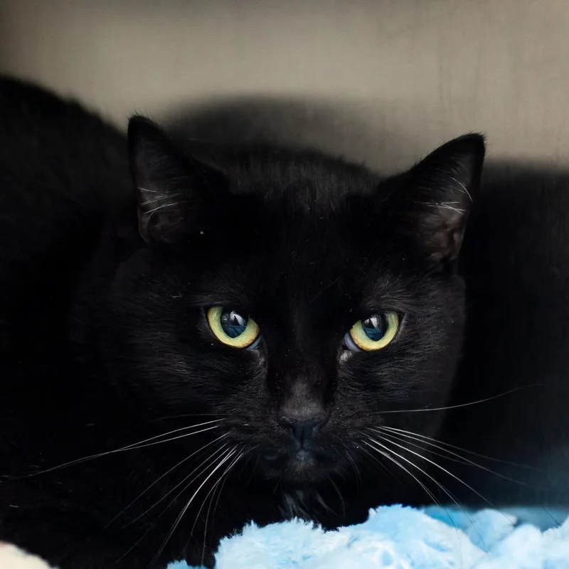 A young medium-sized female Domestic Short Hair cat named Elsa Mars for adoption in Middletown, RI