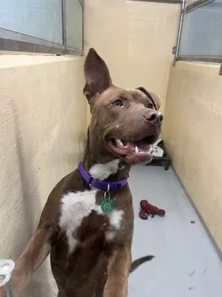 An adult large-sized female Labrador Retriever dog named Super Nova for adoption in Seattle, WA